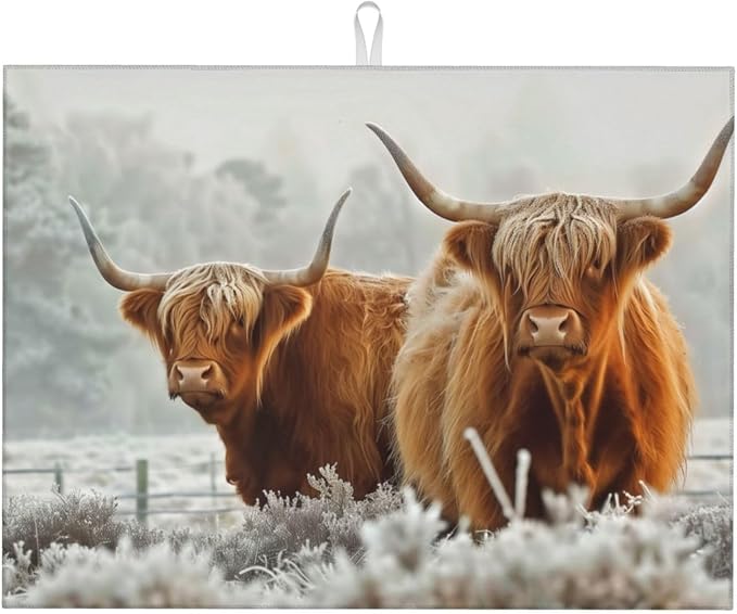 Highland Cow