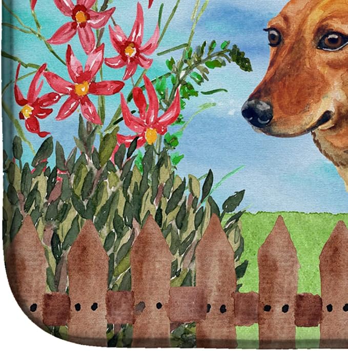 Dachshund