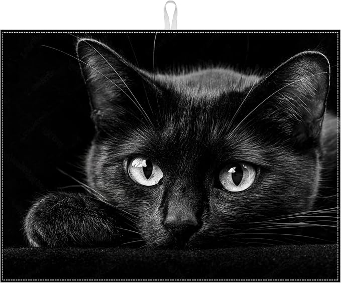 Funny Black Cat