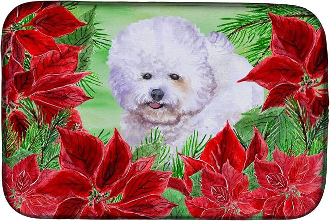 Bichon Frise