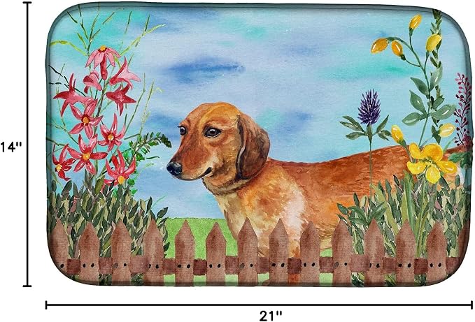 Dachshund