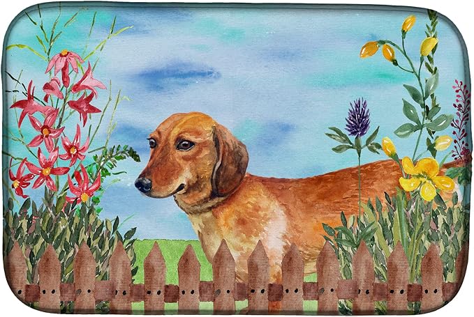 Dachshund